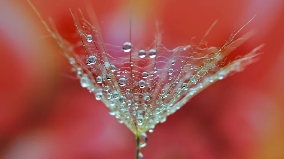 Organisational Health, Diversity & Wellbeing Services CLE Consulting